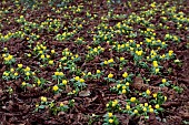 ERANTHIS HYEMALIS