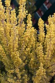 ERICA ARBOREA AUREIFOLIA  ALBERTS GOLD