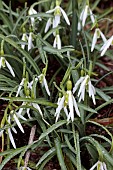 GALANTHUS ELWESII PETER GATEHOUSE