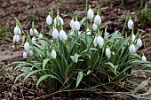 GALANTHUS ELWESII