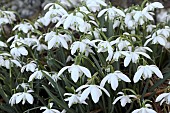 GALANTHUS NIVALIS FLORE PLENO