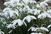 GALANTHUS NIVALIS FLORE PLENO