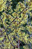 HAMAMELIS X INTERMEDIA ARNOLD PRIMROSE