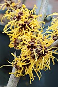 HAMAMELIS X INTERMEDIA BARMSTEDT GOLD