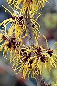 HAMAMELIS X INTERMEDIA ORANGE BEAUTY