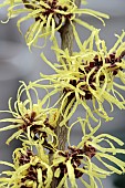 HAMAMELIS X INTERMEDIA SUNBURST