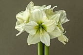 HIPPEASTRUM ANTARCTICA