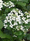 PACHYPHRAGMA MACROPHYLLUM (CARDAMINE ASARIFOLIA)