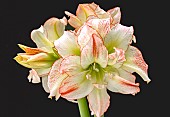 HIPPEASTRUM APHRODITE