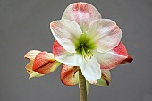 HIPPEASTRUM APPLE BLOSSOM,