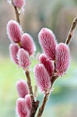 SALIX GRACILISTYLA MOUNT ASO