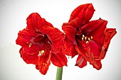 HIPPEASTRUM BENEFICA.