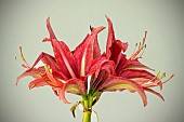 HIPPEASTRUM BOGOTA