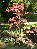 RHEUM PALMATUM ATROSANGUINEUM (AGM), (RHEUM PALMATUM ATROPURPUREUM), ORNAMENTAL RHUBARB