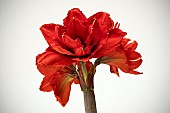 HIPPEASTRUM DOUBLE KING