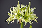 HIPPEASTRUM EVERGREEN