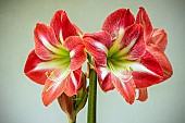 HIPPEASTRUM EXPOSURE
