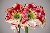 HIPPEASTRUM FLAMINGO QUEEN