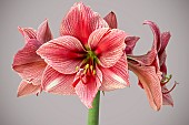 HIPPEASTRUM GERVAGE