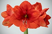 HIPPEASTRUM GOLD MEDIC