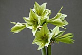HIPPEASTRUM GREEN VALLEY