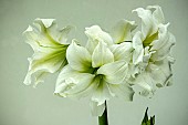 HIPPEASTRUM ICE QUEEN