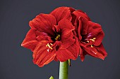 HIPPEASTRUM LION KING