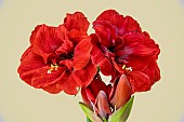 HIPPEASTRUM LION KING