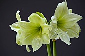 HIPPEASTRUM LUNA