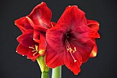 HIPPEASTRUM MAGNUM