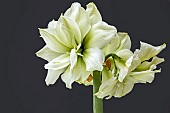 HIPPEASTRUM MARYLIN