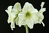 HIPPEASTRUM MATTERHORN