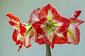 HIPPEASTRUM MINERVA;