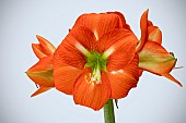 HIPPEASTRUM NAGANO