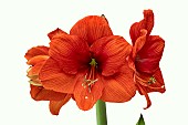 HIPPEASTRUM NARANJA