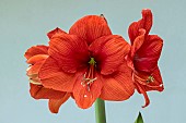 HIPPEASTRUM NARANJA