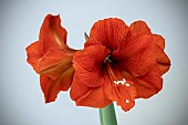 HIPPEASTRUM ORANGE SOVERIGN