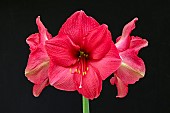 HIPPEASTRUM PINK SURPRISER