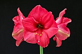 HIPPEASTRUM PINK SURPRISER