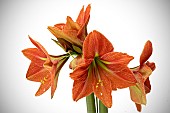 HIPPEASTRUM PLEASURE.