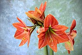 HIPPEASTRUM PLEASURE