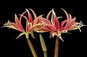 HIPPEASTRUM QUITO