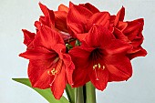 HIPPEASTRUM RED RIVAL