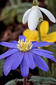 SPRING BULBS , GALANTHUS , ANEMONE , ERANTHIS