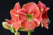 HIPPEASTRUM ROSALIE