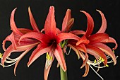 HIPPEASTRUM ROSE CYBISTER