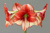 HIPPEASTRUM SHOWMASTER