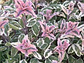 SALVIA OFFICINALIS TRICOLOR (SAGE)