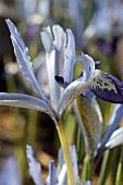 IRIS RETICULATA CLAIRETTE