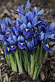 IRIS RETICULATA HARMONY